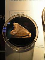 Megalodon, dent (Brest, Oceanopolis) (2).jpg